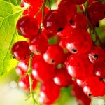 Piros ribizli – a fanyar vitaminbomba!